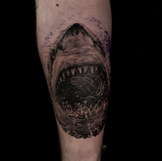 Shark.jpg